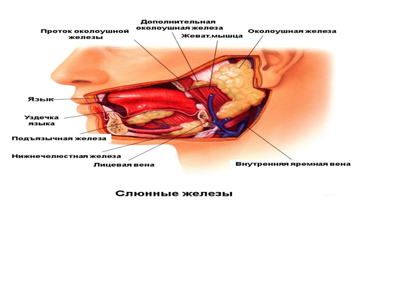 Слюнные железы Язык Уздечка языка Подъязычная железа Нижнечелюстная железа Лицевая вена Внутренняя яремная вена